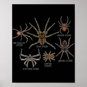 Poster Araignée Espèce Tarantula Arachnid Cadeaux Araigné