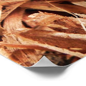 Poster Araignée hobo féminine (Coin)