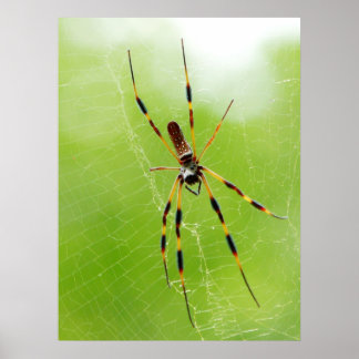 Poster Araignée jaune et noire (Arrière - plan vert)
