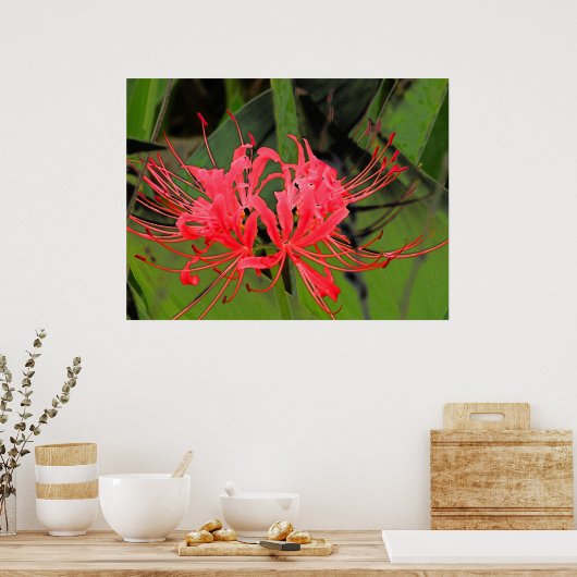 Poster Araignée Lily 2 (Cuisine)