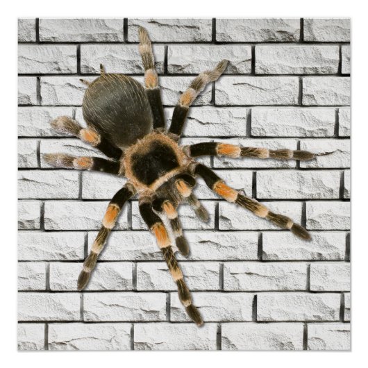 Poster araignée mygale (Brachypelma smithi). (Devant)