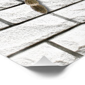 Poster araignée mygale (Brachypelma smithi). (Coin)