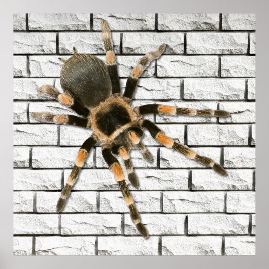 Poster araignée mygale (Brachypelma smithi). (Devant)
