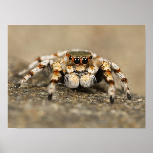 Poster Araignée sauteuse blanche et orange (Devant)