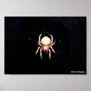 Poster Araignée tissant une roue orange