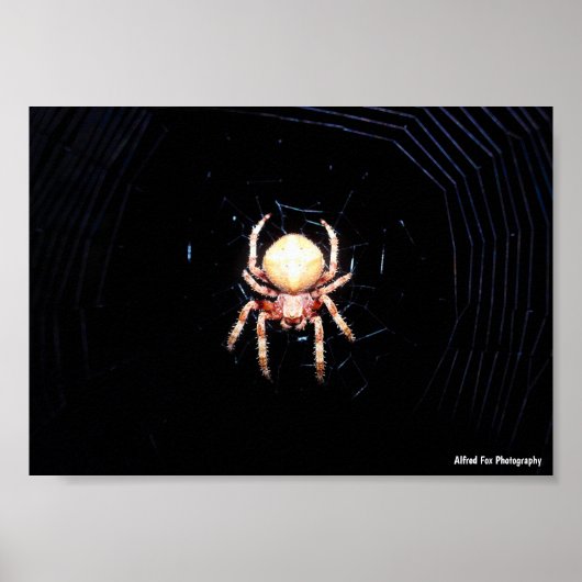 Poster Araignée tissant une roue orange (Devant)