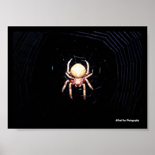 Poster Araignée tissant une roue orange (Devant)