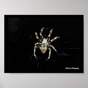 Poster Araignée tisseuse d'orbe