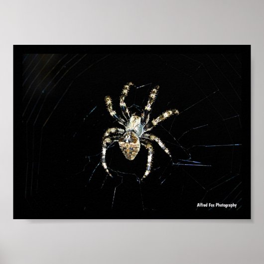 Poster Araignée tisseuse d'orbe (Devant)