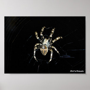 Poster Araignée tisseuse d'orbe
