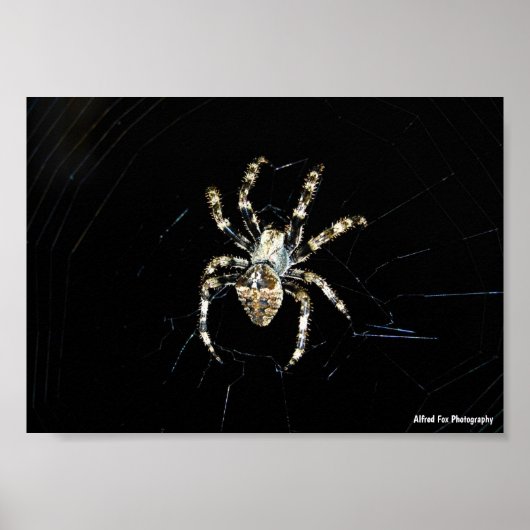 Poster Araignée tisseuse d'orbe (Devant)
