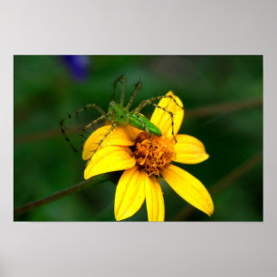 Poster Araignée verte Lynx