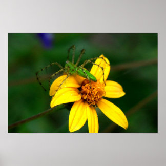 Poster Araignée verte Lynx