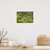 Poster Araignée verte Lynx (Cuisine)