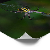 Poster Araignée waspe, Argiope (Coin)