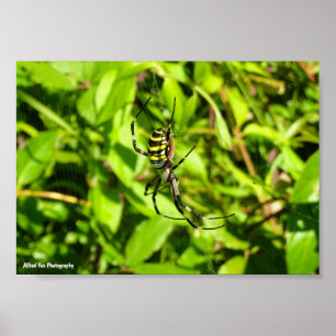 Poster Araignée waspe dans le vert