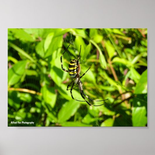 Poster Araignée waspe dans le vert (Devant)