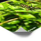 Poster Araignée waspe dans le vert (Coin)