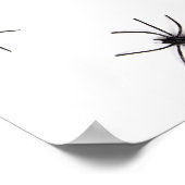 Poster Araignées (Coin)