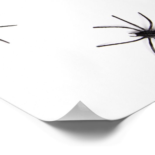 Poster Araignées (Coin)