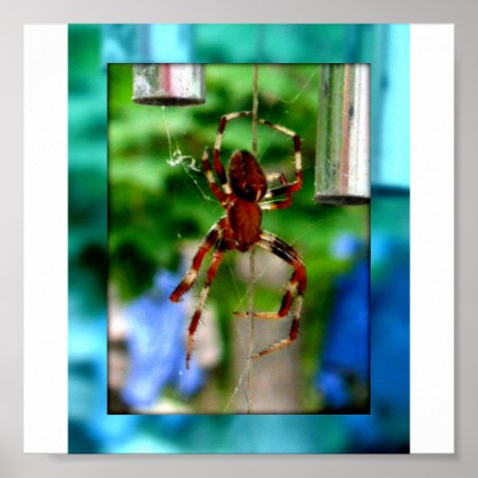 Poster araignées (Devant)