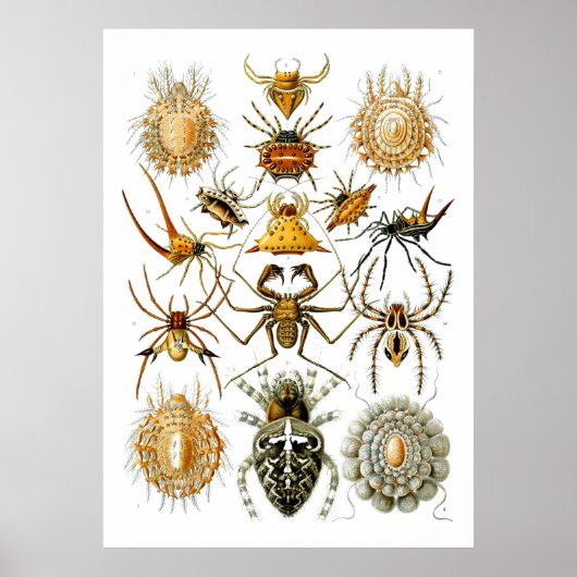 Poster Araignées Arachnida Illustrations par Ernst Haecke (Devant)