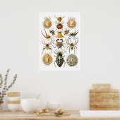 Poster Araignées Arachnida Illustrations par Ernst Haecke (Cuisine)