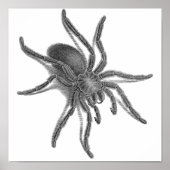Poster Aranea Avicularia, Black Cuban Spider (Devant)