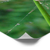 Poster Araneus - Araignée à toile orbiculaire (Coin)