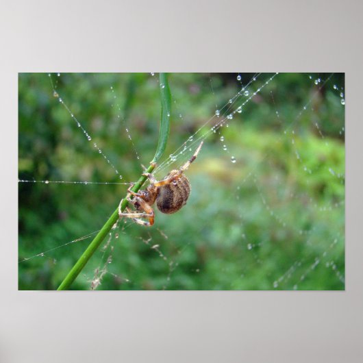 Poster Araneus - Araignée à toile orbiculaire (Devant)