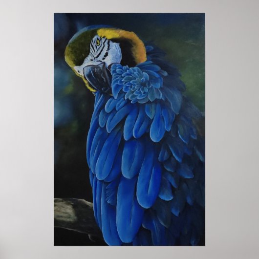 Poster Arara Canindé (Devant)