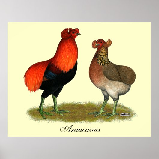 Poster Araucana Red Pair (Devant)