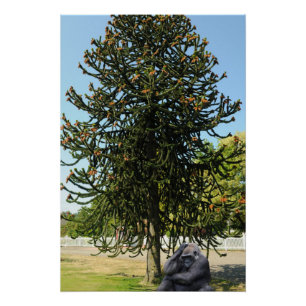 Poster Araucaria du Chili.