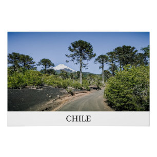 Poster Araucarias près d'un volcan au Chili