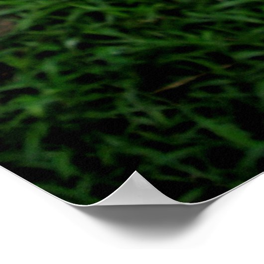 Poster Arborescence (Coin)