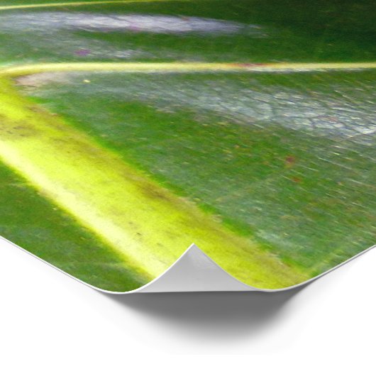 Poster Arborescence (Coin)