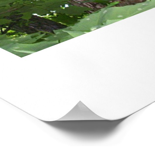 Poster Arborescence.02 (Coin)