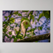 Poster Arborescence de mouchoirs (Devant)