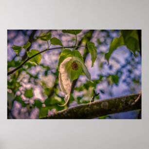 Poster Arborescence de mouchoirs