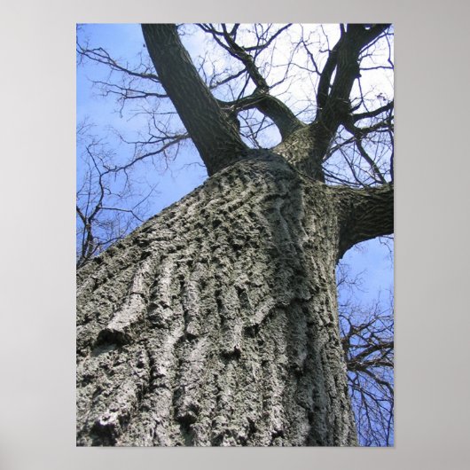 Poster Arborescence de rêve (Devant)