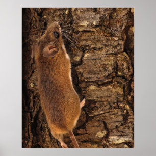 Poster Arborescence des Escalades de souris