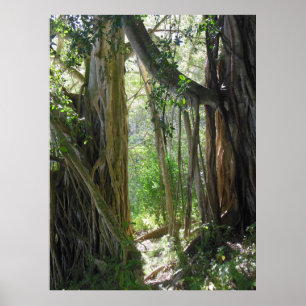 Poster Arborescence des figues