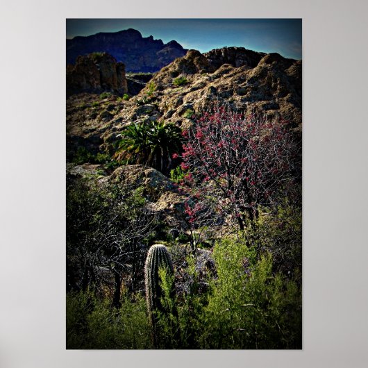 Poster Arboretum Boyce Thompson (Devant)
