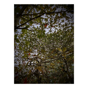 Poster Arbre