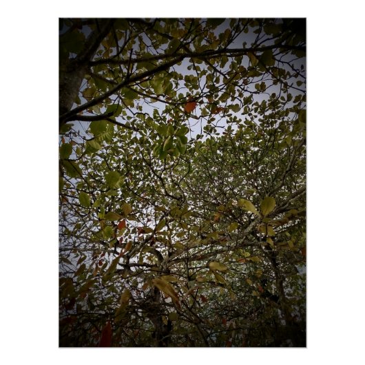 Poster Arbre (Devant)