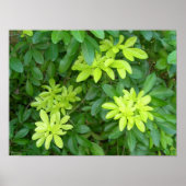 Poster Arbre (Devant)