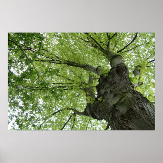 Poster Arbre