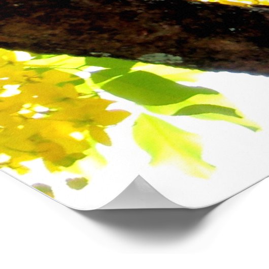 Poster Arbre à douche d'or (Coin)