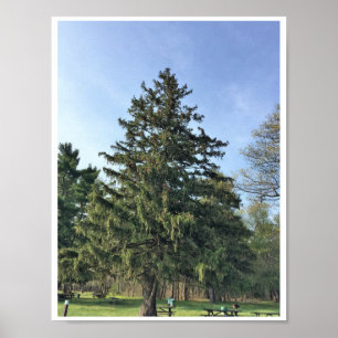 Poster Arbre à feuillage persistant
