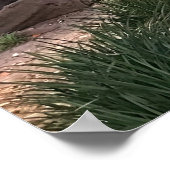 Poster Arbre à figues de la baie de Moreton (Coin)